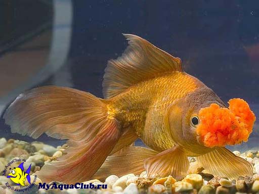Золотая рыбка – Помпон