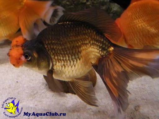 Золотая рыбка – Помпон