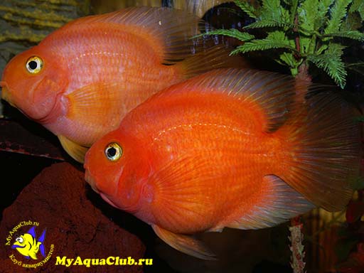 Красный попугай или рыба-попугай (Red Parrot Cichlid)