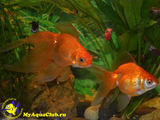 Золотая рыбка – Вуалехвост