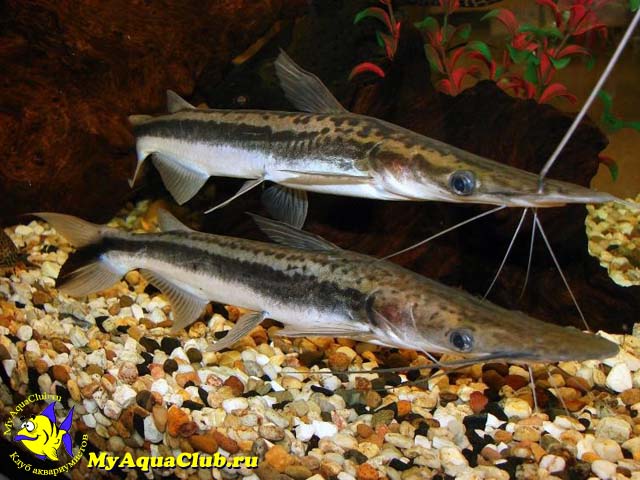 Сорубиум веслоносый, Утконосый сомик или Сом веслоносый (Sorubim lima, Duckbill,  Shovelnose catfish)