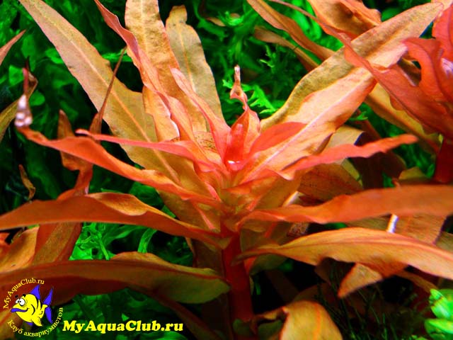  Аммания изящная или Аммания грацилис (Ammannia gracilis)