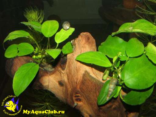  Анубиас карликовый или анубиас Бартера нана (Anubias barteri var. nana)