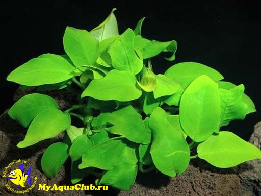 Анубиас гигантский (Anubias gigantea) - жестколистное аквариумное растение