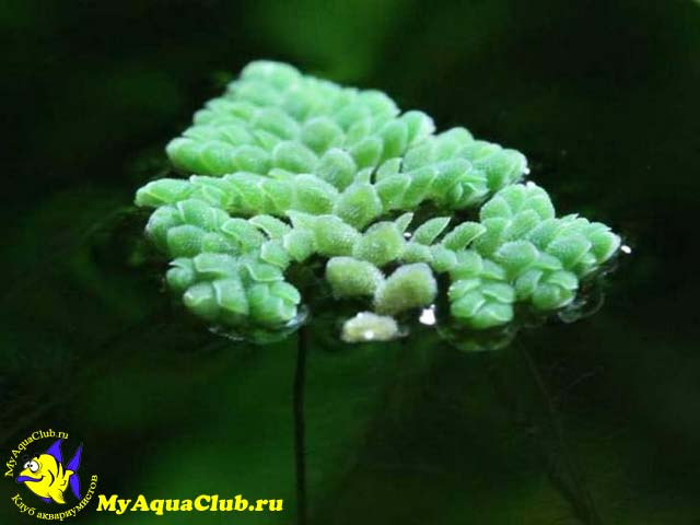 Азолла каролинская или водяной папоротник (Azolla caroliniana) - аквариумное растение, плавающее на поверхносте воды
