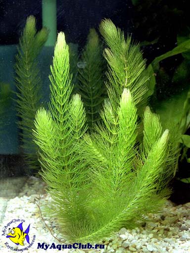 Роголистник темно-зеленый (Ceratophyllum demersum) - аквариумное растение, плавающее в воде.