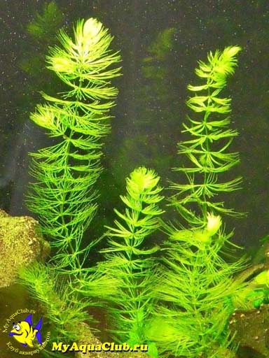 Роголистник темно-зеленый (Ceratophyllum demersum) - аквариумное растение, плавающее в воде.