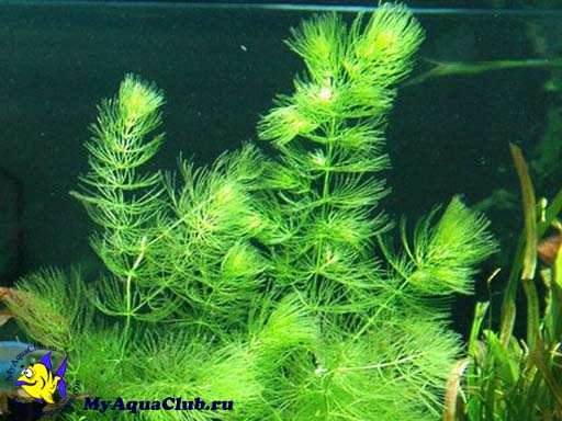 Роголистник светло-зеленый (Ceratophyllum submersum) - аквариумное растение, плавающее в воде.