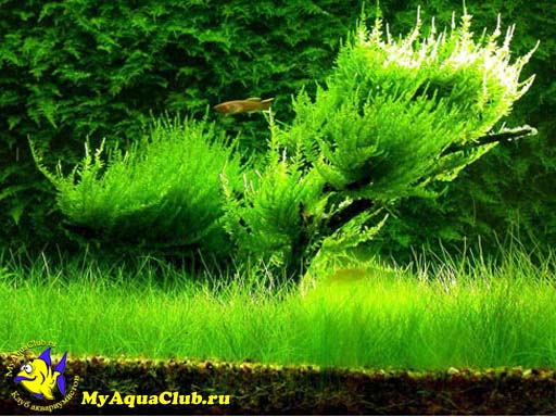 Элеохарис, Ситняг игольчатый или болотница игольчатая  (Eleocharis acicularis) - аквариумное растение, высаживаемое в грунт.