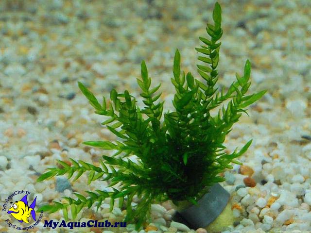 Фонтиналис или Мох ключевой (Fontinalis antipyretica) - аквариумное растение, плавающее в воде.