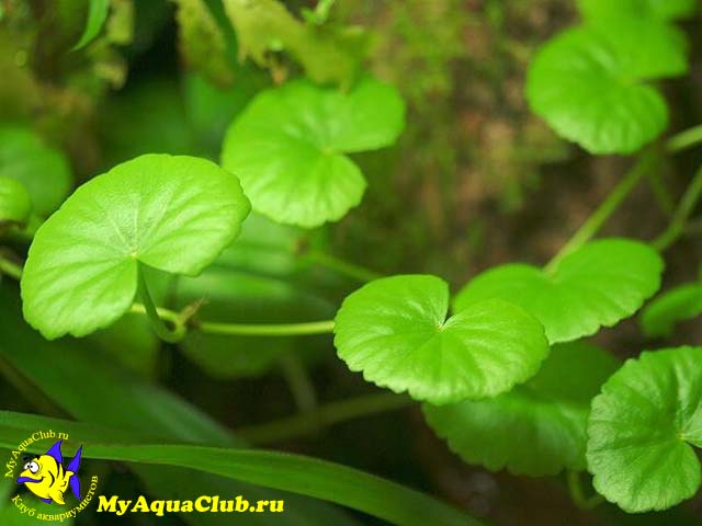 Гидрокотила белоголовая или Щитолистник белоголовый (Hydrocotyle leucocephala) - аквариумное растение, плавающее в воде.