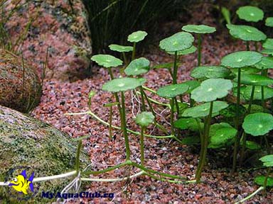 Гидрокотила вертикальная, Щитолистник мутовчатый или Водяной пупок (Hydrocotyle verticillata) - аквариумное растение, плавающее в воде.