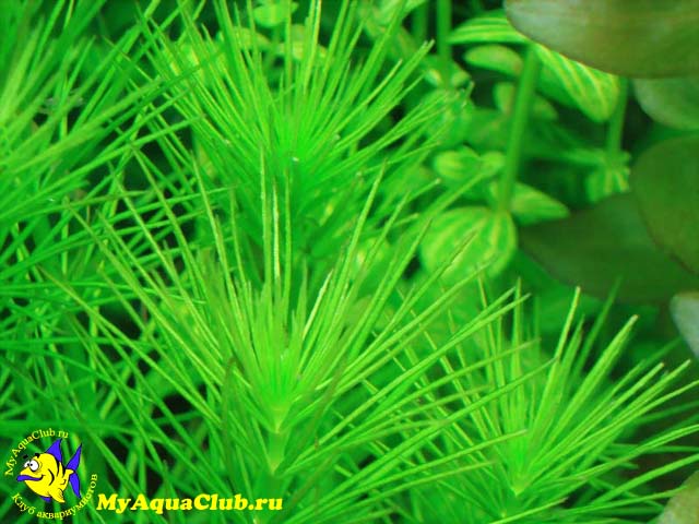 Гидротрихе или гидротрих (Hydrotriche hottoniiflora)