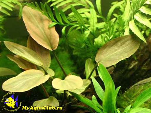 Лагенандра яйцевидная (Lagenandra ovata) - аквариумное растение, высаживаемое в грунт.