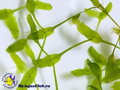 Ряска трехдольная (Lemna trisulca) - аквариумное растение, плавающее на поверхносте воды