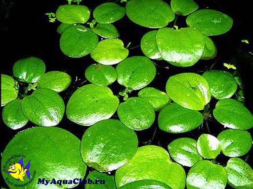 Лимнобиум побегоносный (Limnobium stoloniferum или Salvinia laevigata) - аквариумное растение, плавающее на поверхносте воды