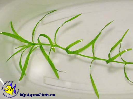 Наяда гваделупская или Наяда мелкозубчатая (Najas guadelupensis, Najas Flexilis) - аквариумное растение, плавающее в воде.