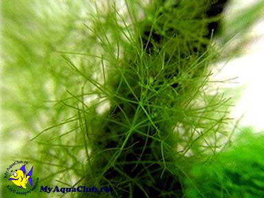 Нителла или Блестянка гибкая (Nitella flexilis) - аквариумное растение, плавающее в воде.