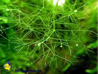 Нителла или Блестянка гибкая (Nitella flexilis) - аквариумное растение, плавающее в воде.