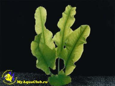 Кубышка стрелолистная (Nuphar sagittifolium)