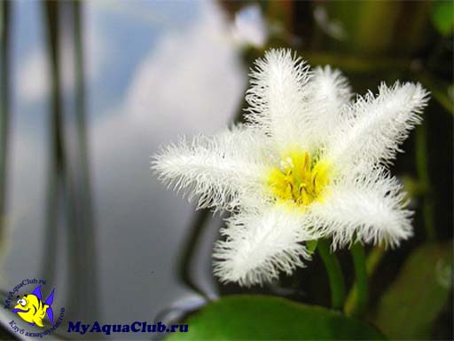 Болотноцветник Гумбольдта (Nymphoides humboldtiana, villacrisia humboldtiana) - аквариумное растение, плавающее на поверхносте воды