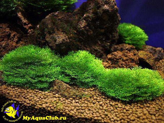 Риччия плавающая (Riccia fluitans) - аквариумное растение, плавающее на поверхносте воды