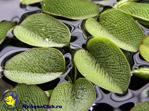 Сальвиния плавающая (Salvinia natans) - аквариумное растение, плавающее на поверхносте воды