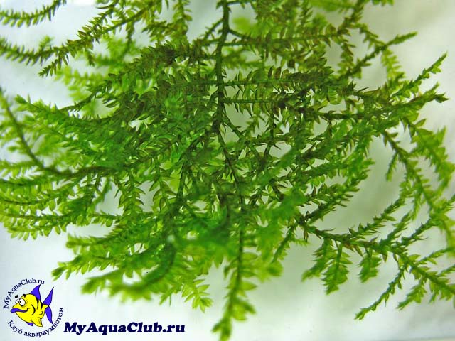 Мох яванский или Весикулярия (Vesicularia dubyana) - аквариумное растение, плавающее в воде.