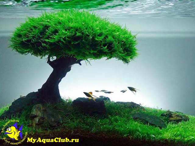 Мох яванский или Весикулярия (Vesicularia dubyana) - аквариумное растение, плавающее в воде.