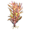 Аммания изящная или Аммания грацилис (Ammannia gracilis)