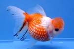 Золотая рыбка – Жемчужинка