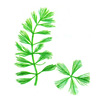 Перистолистник повойничковый или уруть елочная (Myriophyllum elatinoides)