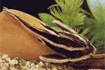 Платидор, колючий или полосатый платидорас (Platydoras costatus)