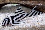 Гипанциструс-зебра, L-046 (Hypancistrus zebra)