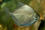 Метиннис обыкновенный, метиннис Шреймюллера или рыба-зеркало (Metynnis hypsauchen)