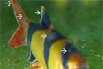 Белокожие - заболевания аквариумных рыб