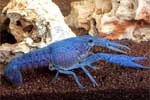 Флоридский синий рак (Procambarus alleni) 